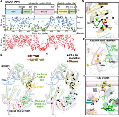 Decoding Cancer Variants of Unknown Significance for Helicase–Nuclease–RPA Complexes Orchestrating DNA Repair During Transcription and Replication